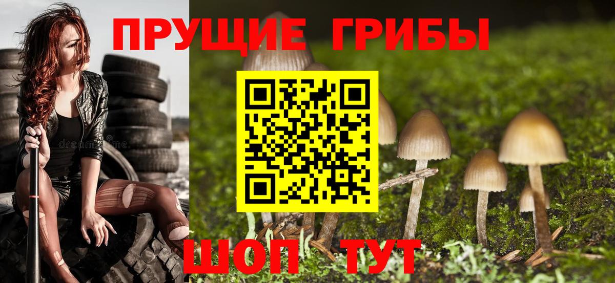Галлюциногенные грибы Psilocybe  Сунжа  где купить   Галлюциногенные грибы MAGIC MUSHROOMS 