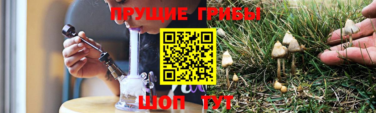 Сунжа  Псилоцибиновые грибы MAGIC MUSHROOMS  Вход с VPN 